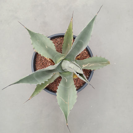 Agave ferox 'Tarrina' (26 cm diámetro)