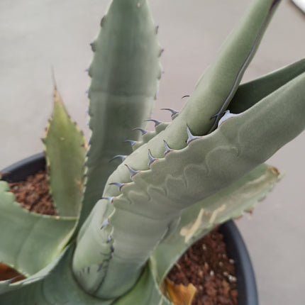 Agave ferox 'Tarrina' (26 cm diámetro)