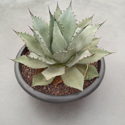 Agave parryi 'Tarrina' and 'L'