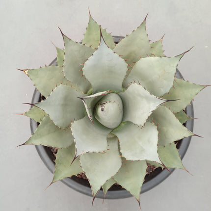 Agave parryi 'Tarrina' and 'L'