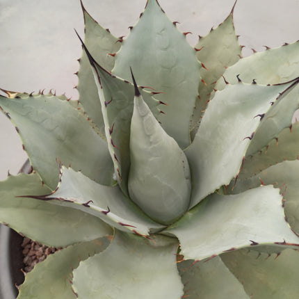 Agave parryi 'Tarrina' and 'L'