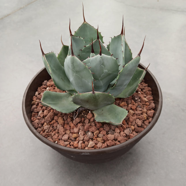 Agave parryi 'Tarrina' y 'L'