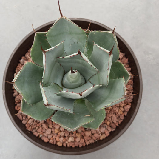 Agave parryi 'Tarrina' and 'L'