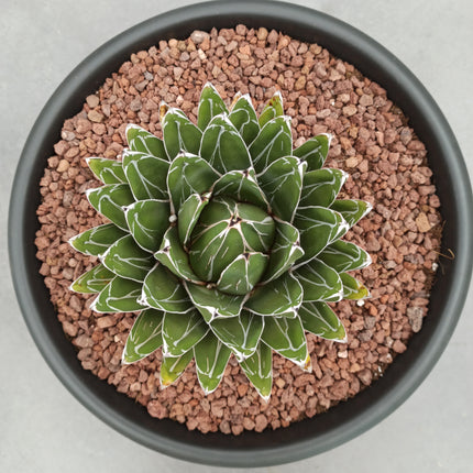 Agave victoriae-reginae - DesertSTORE.es