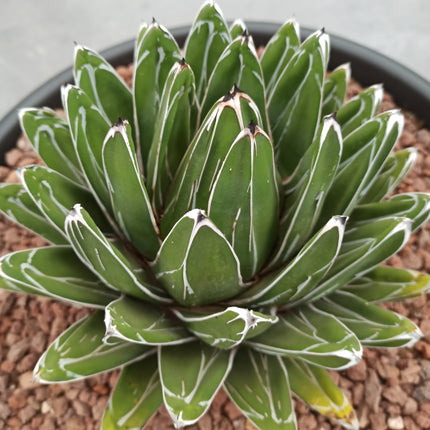 Agave victoriae-reginae - DesertSTORE.es