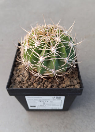 Lobivia schieliana