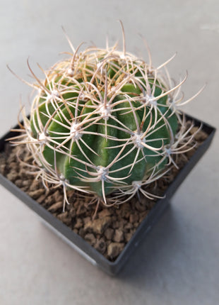 Lobivia schieliana