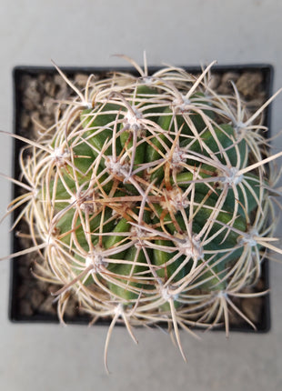 Lobivia schieliana