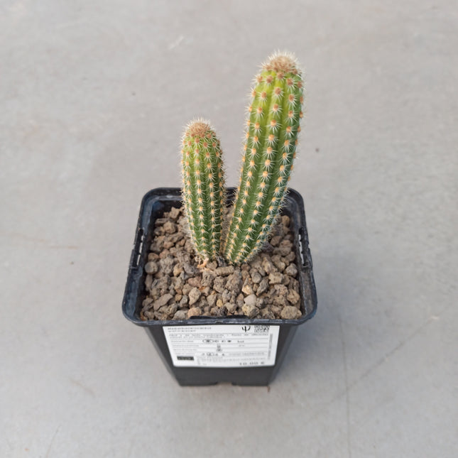 Weberbauerocereus weberbaueri