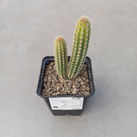 Weberbauerocereus weberbaueri