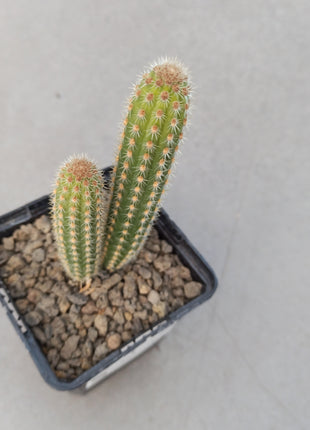 Weberbauerocereus weberbaueri