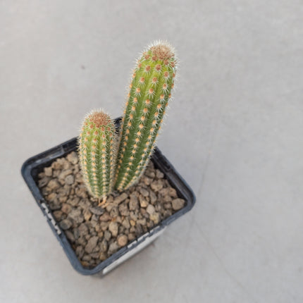 Weberbauerocereus weberbaueri