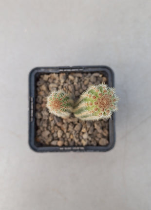 Weberbauerocereus weberbaueri