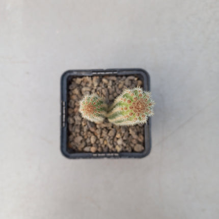 Weberbauerocereus weberbaueri