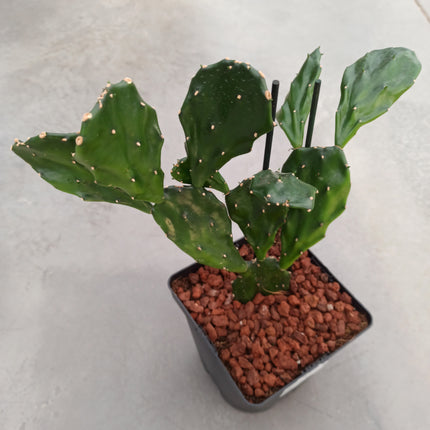 Opuntia jamaicensis