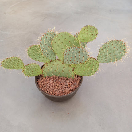 Opuntia leucotricha 'Tarrina'