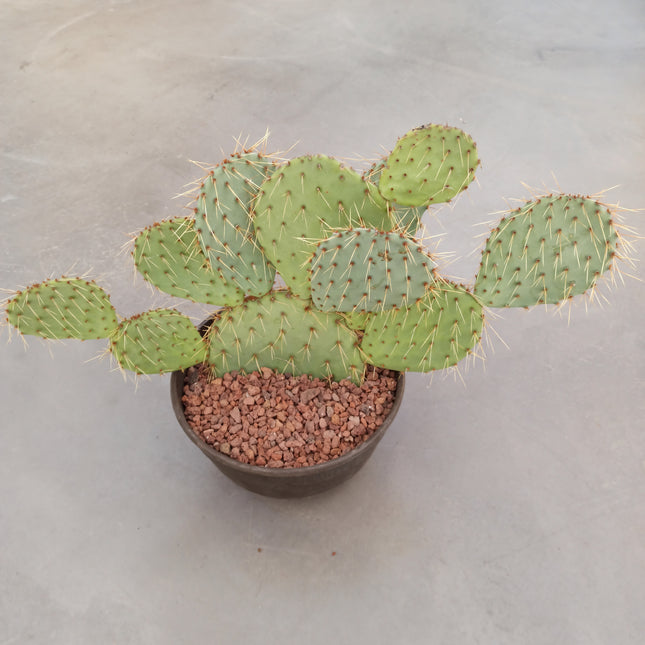Opuntia leucotricha 'Tarrina'