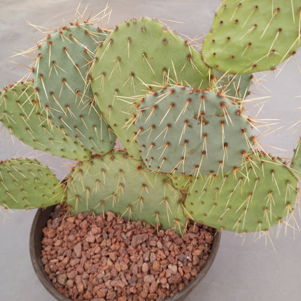 Opuntia leucotricha 'Tarrina'