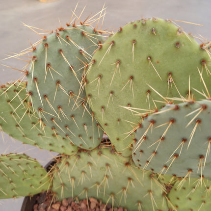 Opuntia leucotricha 'Tarrina'