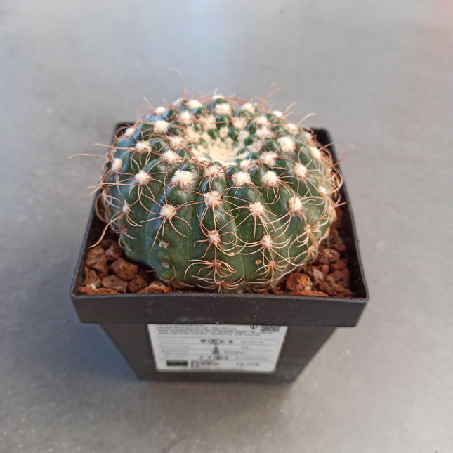 Notocactus uebelmaniannus f. flaviflorus