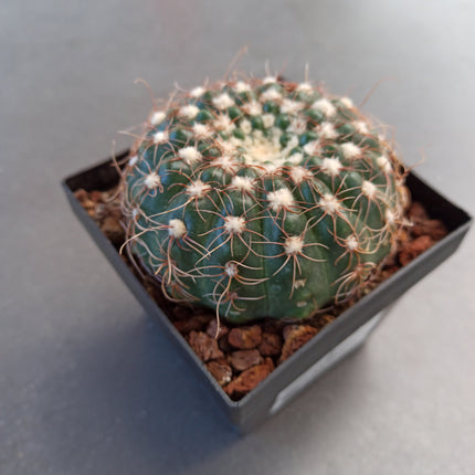 Notocactus uebelmaniannus f. flaviflorus