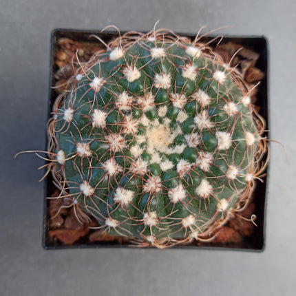 Notocactus uebelmaniannus f. flaviflorus
