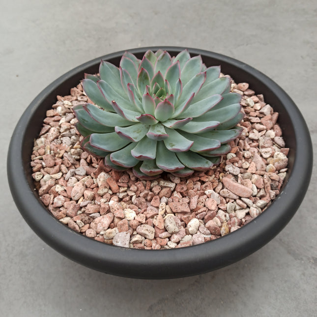 Echeveria colorata 'Tarrina'