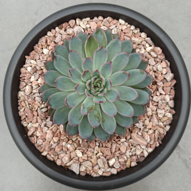 Echeveria colorata 'Tarrina'