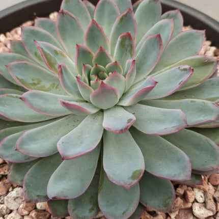 Echeveria colorata 'Tarrina'