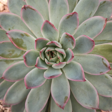 Echeveria colorata 'Tarrina'
