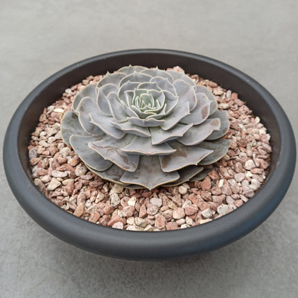 Echeveria lilacina 'Tarrina'