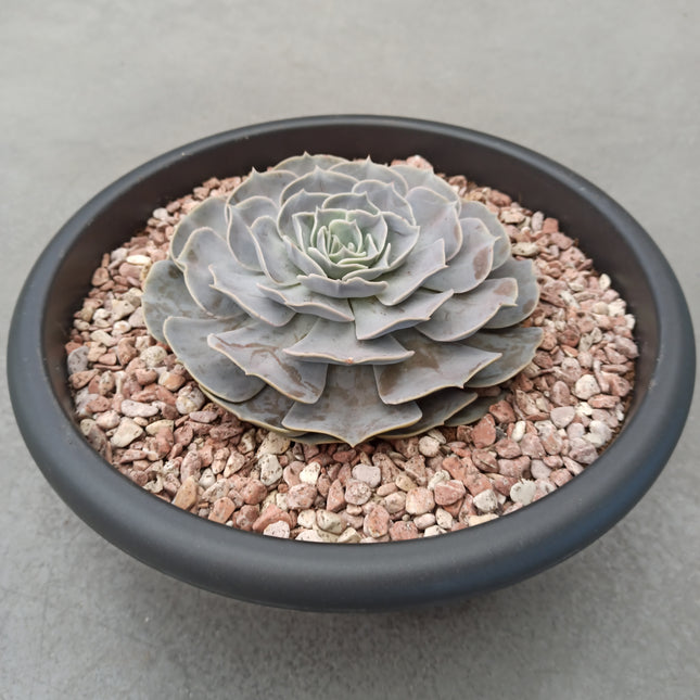 Echeveria lilacina 'Tarrina'
