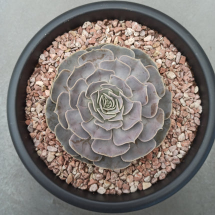 Echeveria lilacina 'Tarrina'