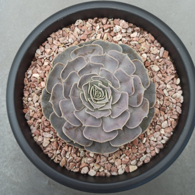 Echeveria lilacina 'Tarrina'