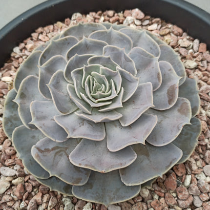 Echeveria lilacina 'Tarrina'