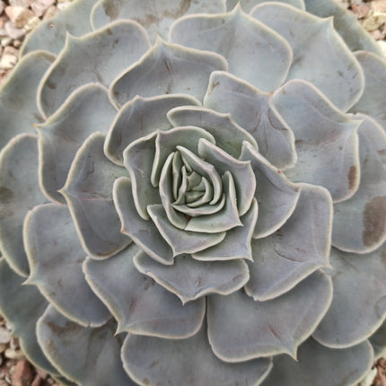 Echeveria lilacina 'Tarrina'