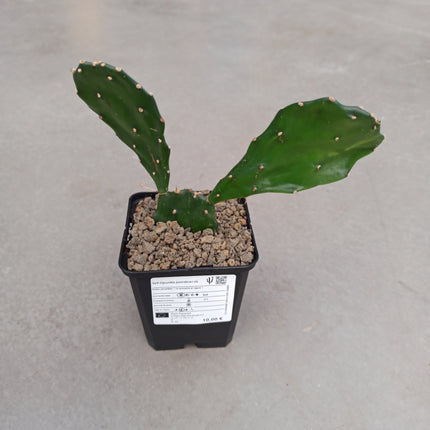 Opuntia jamaicensis