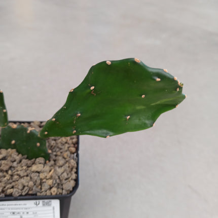 Opuntia jamaicensis