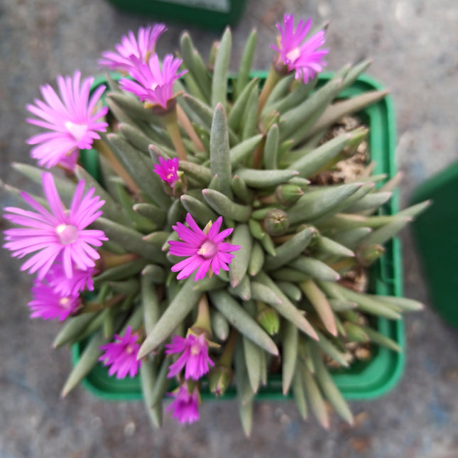 Marlothistella stenophylla