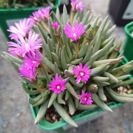 Marlothistella stenophylla