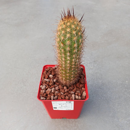 Haageocereus lachayensis