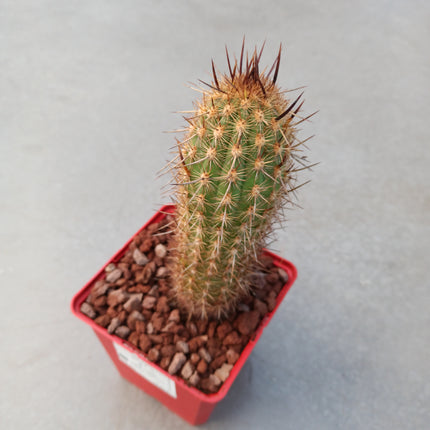 Haageocereus lachayensis