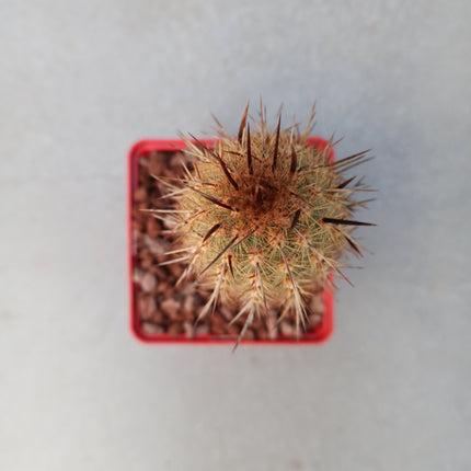 Haageocereus lachayensis