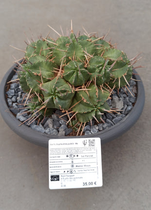 Euphorbia pulvinata '20 cm tub'