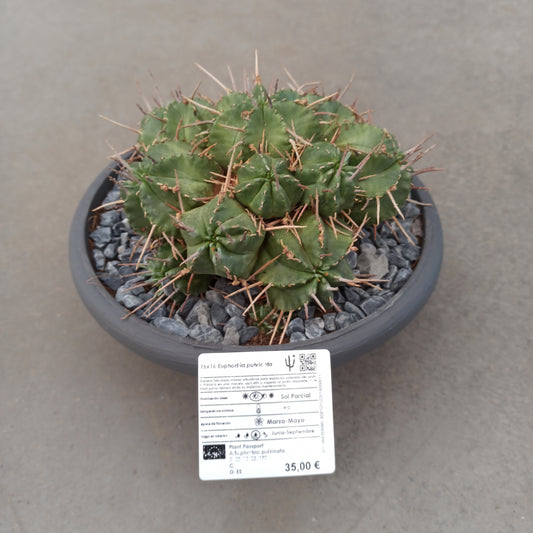 Euphorbia pulvinata '20 cm Kübel'