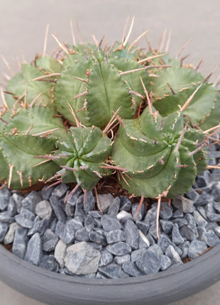 Euphorbia pulvinata '20 cm tub'