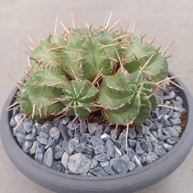 Euphorbia pulvinata 'Tarrina 20 cm'