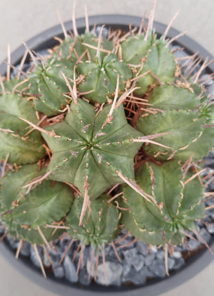 Euphorbia pulvinata '20 cm tub'