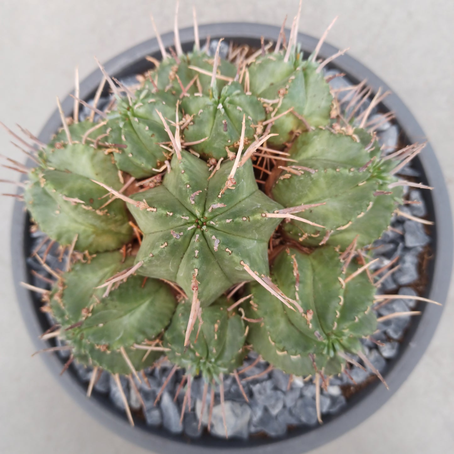 Euphorbia pulvinata '20 cm tub'