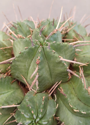Euphorbia pulvinata '20 cm tub'